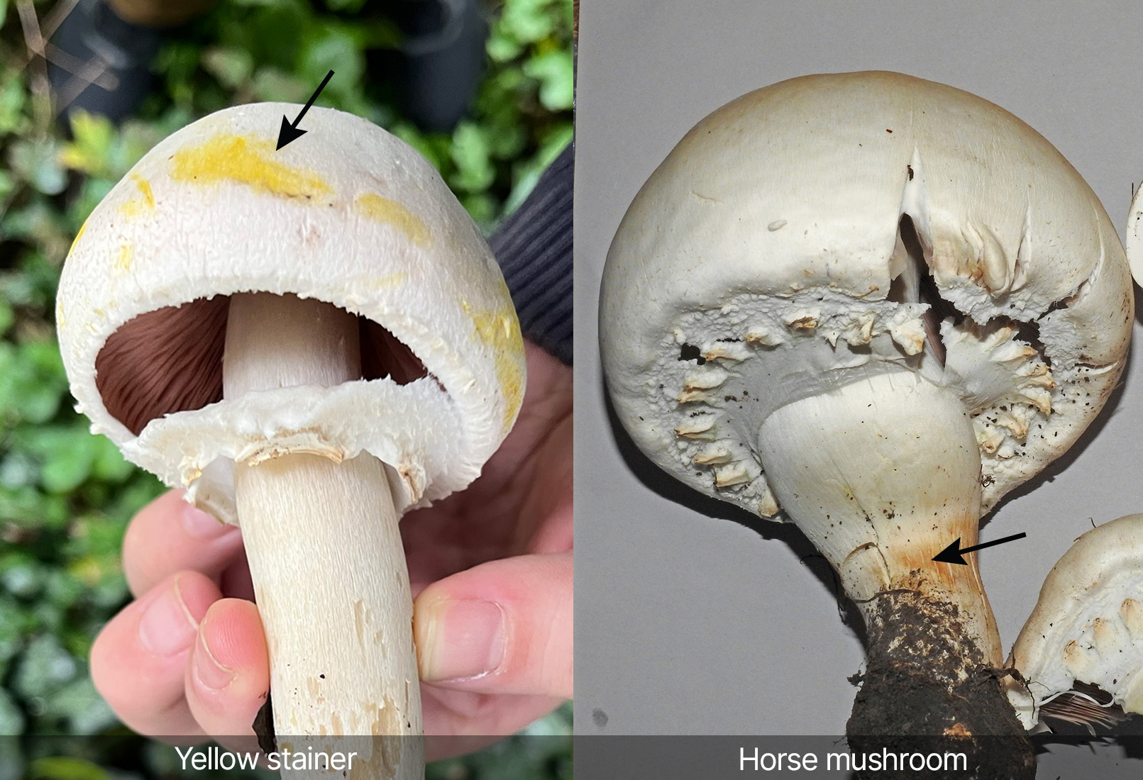 Color identification