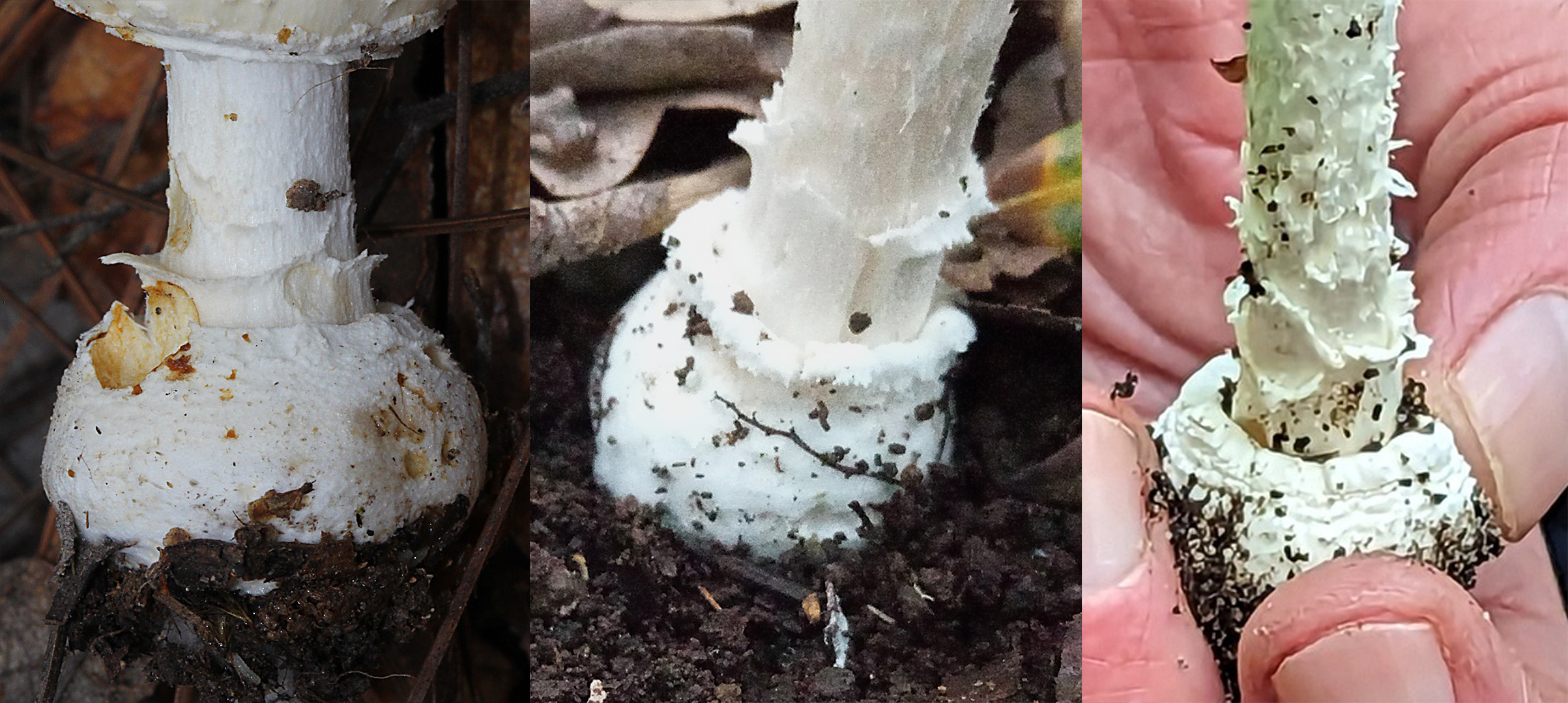 Volva identification