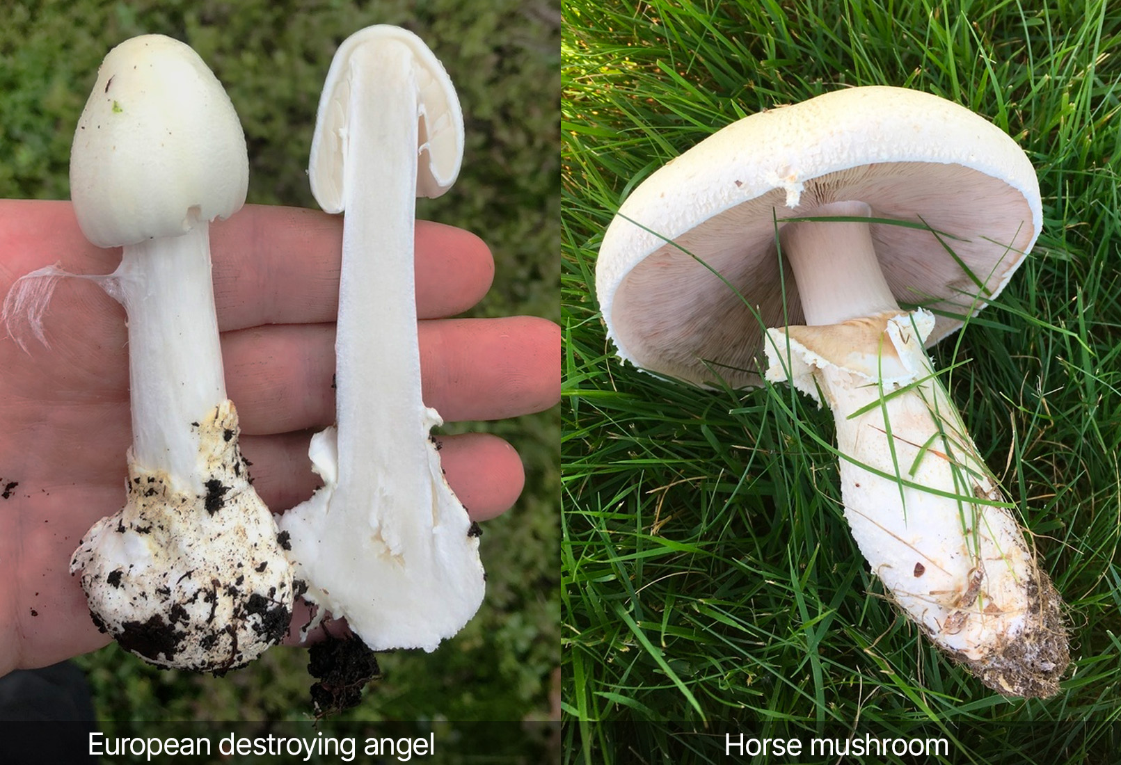 Volva identification