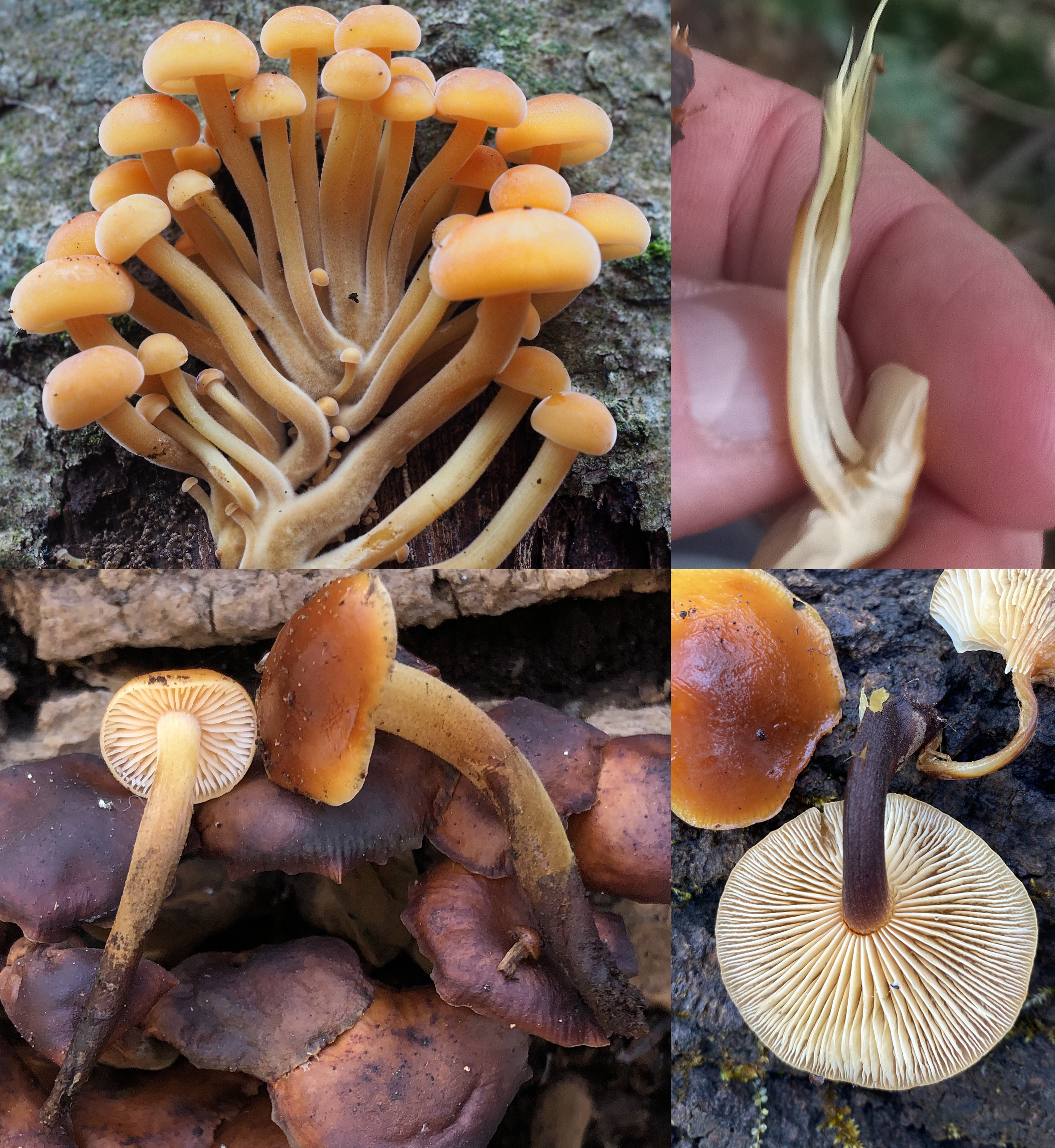 Stem identification