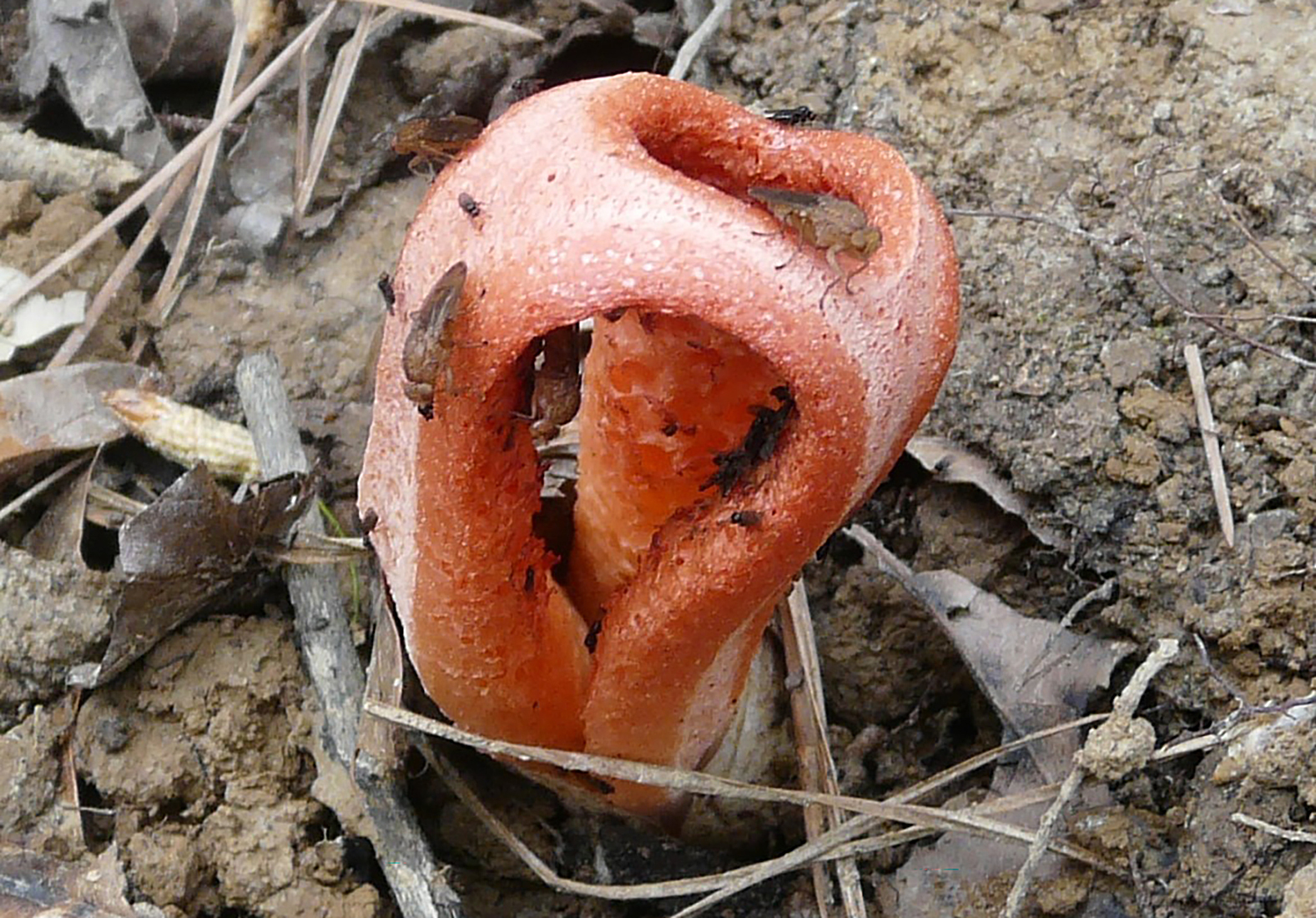 Column stinkhorn