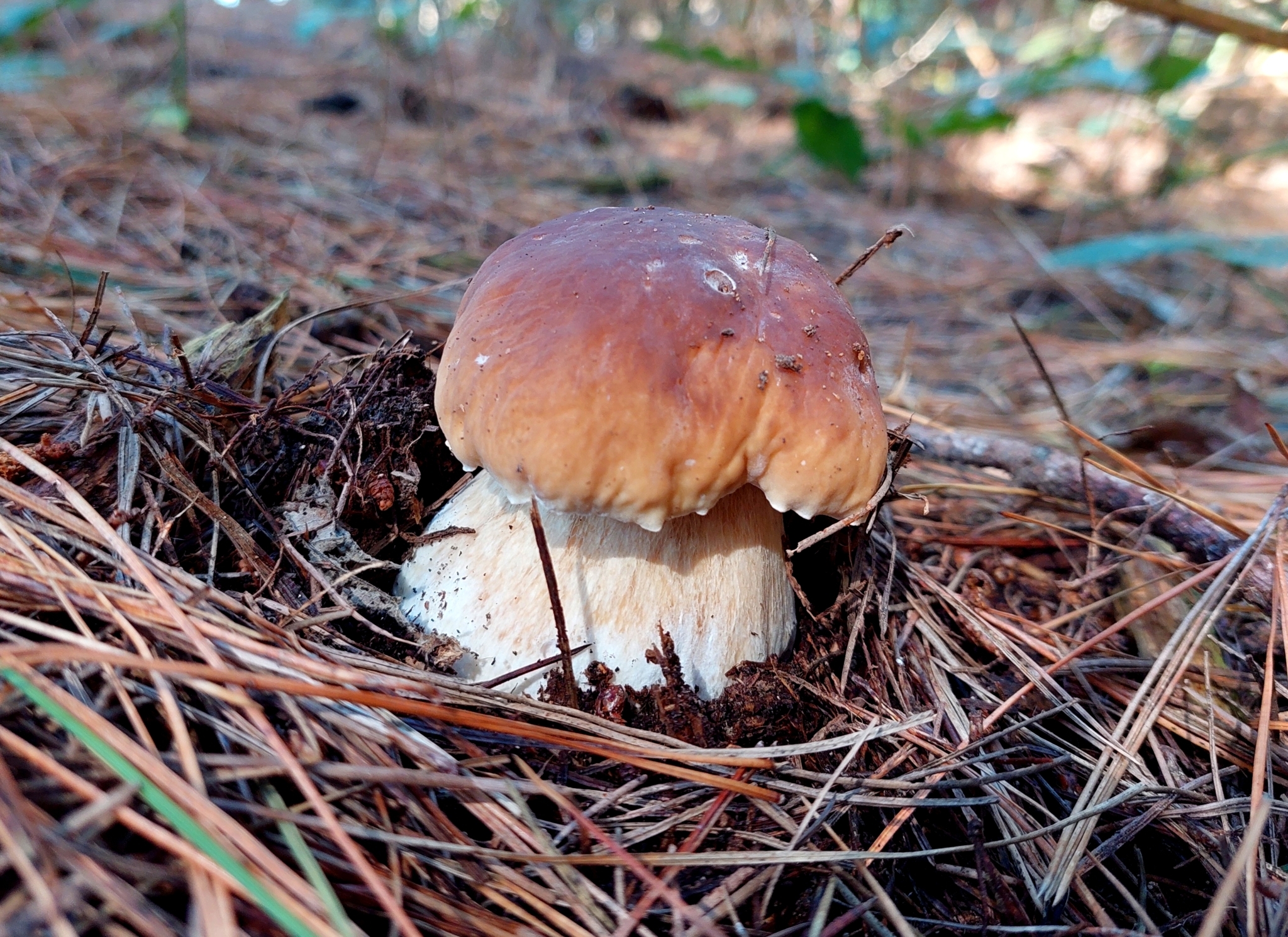 King bolete