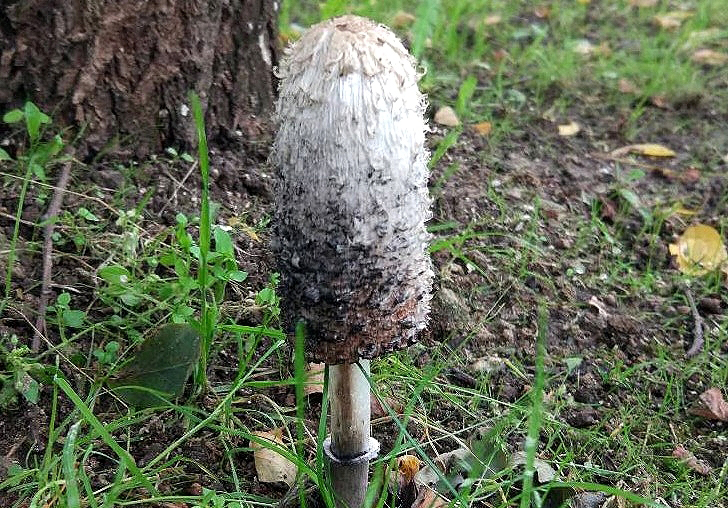 Shaggy ink cap