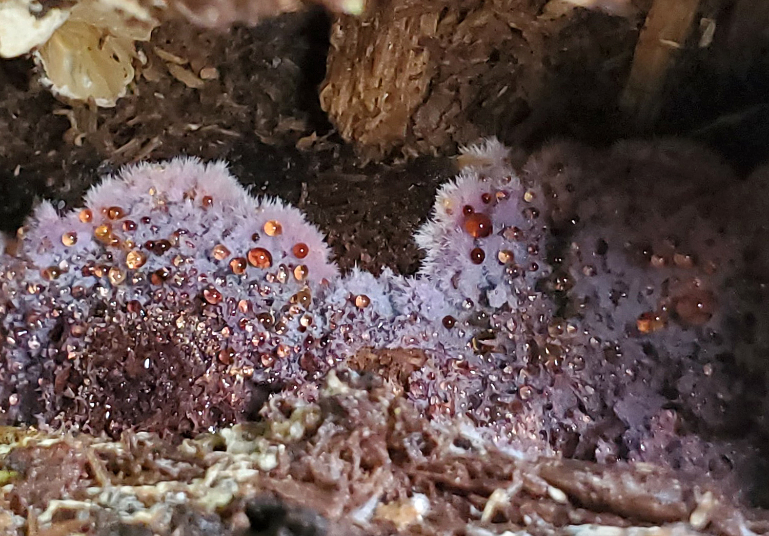 Violet crust