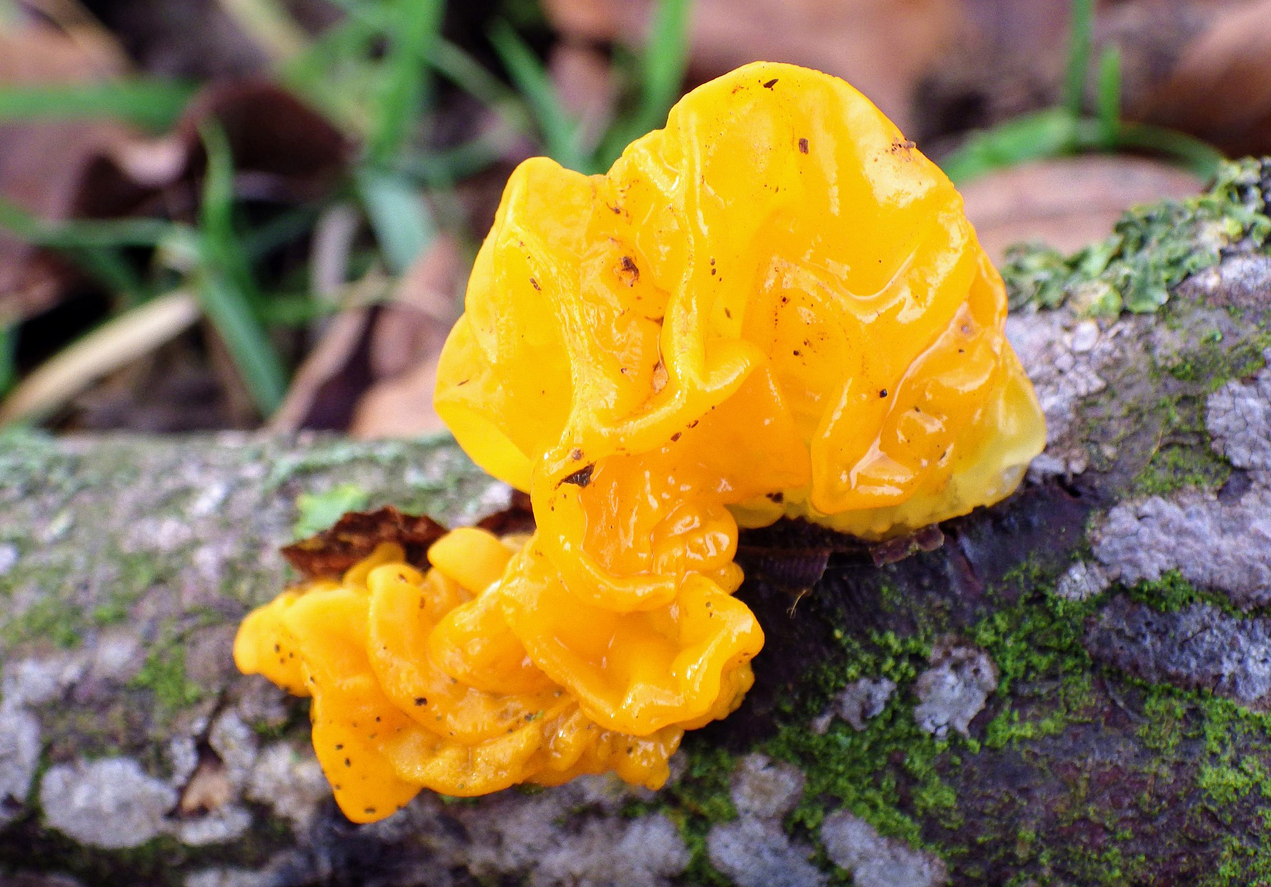 Yellow brain fungus