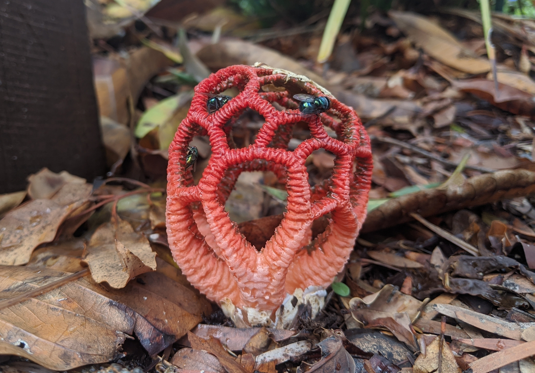Craypot stinkhorn