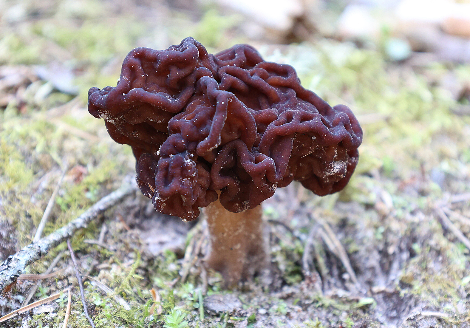 False morel