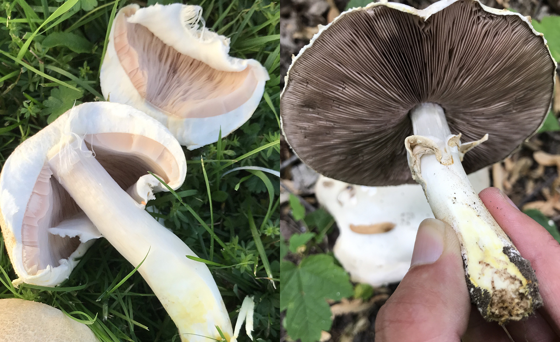 Hymenophore identification