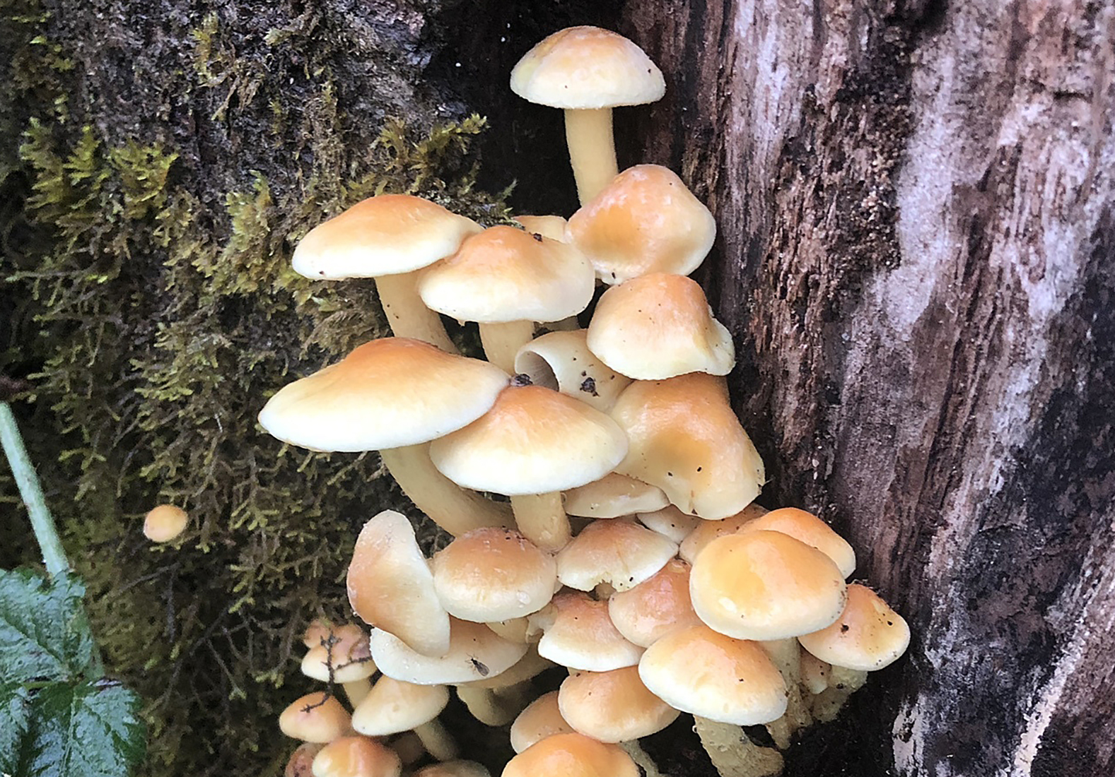 Sulphur tuft