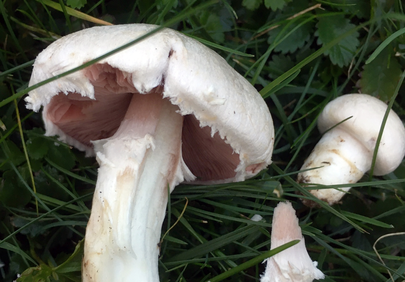 Field mushroom