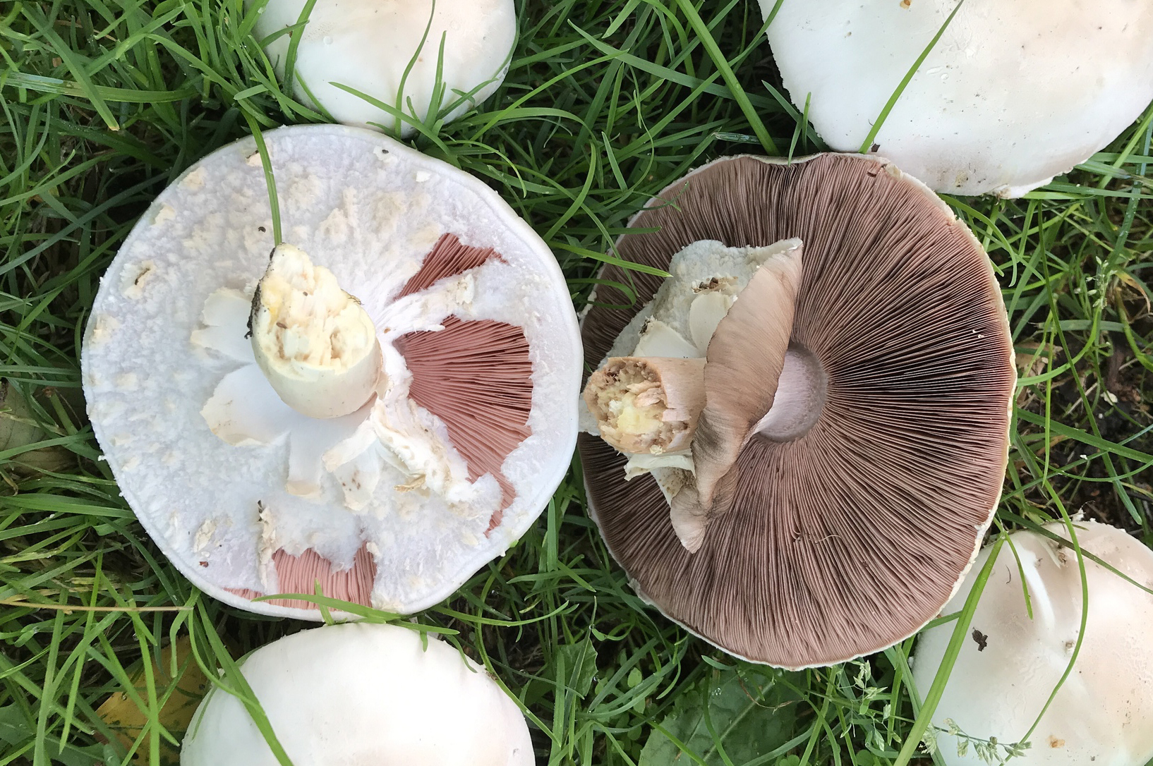 Hymenophore identification