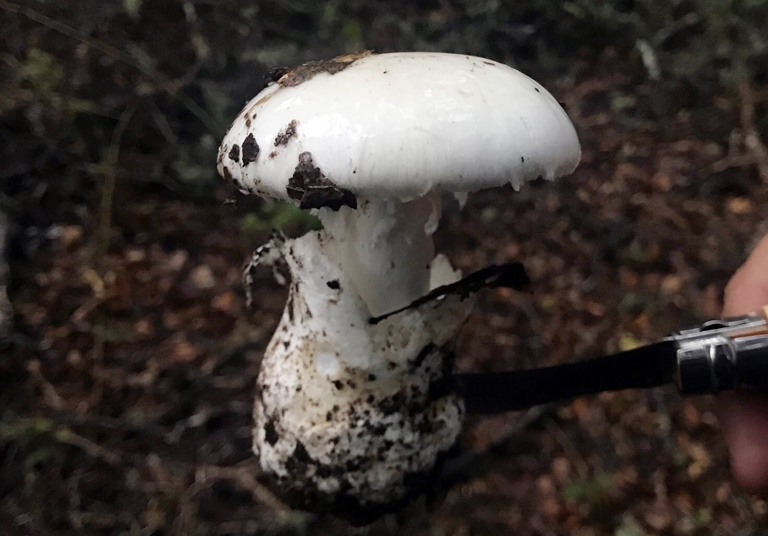 Western destroying angel