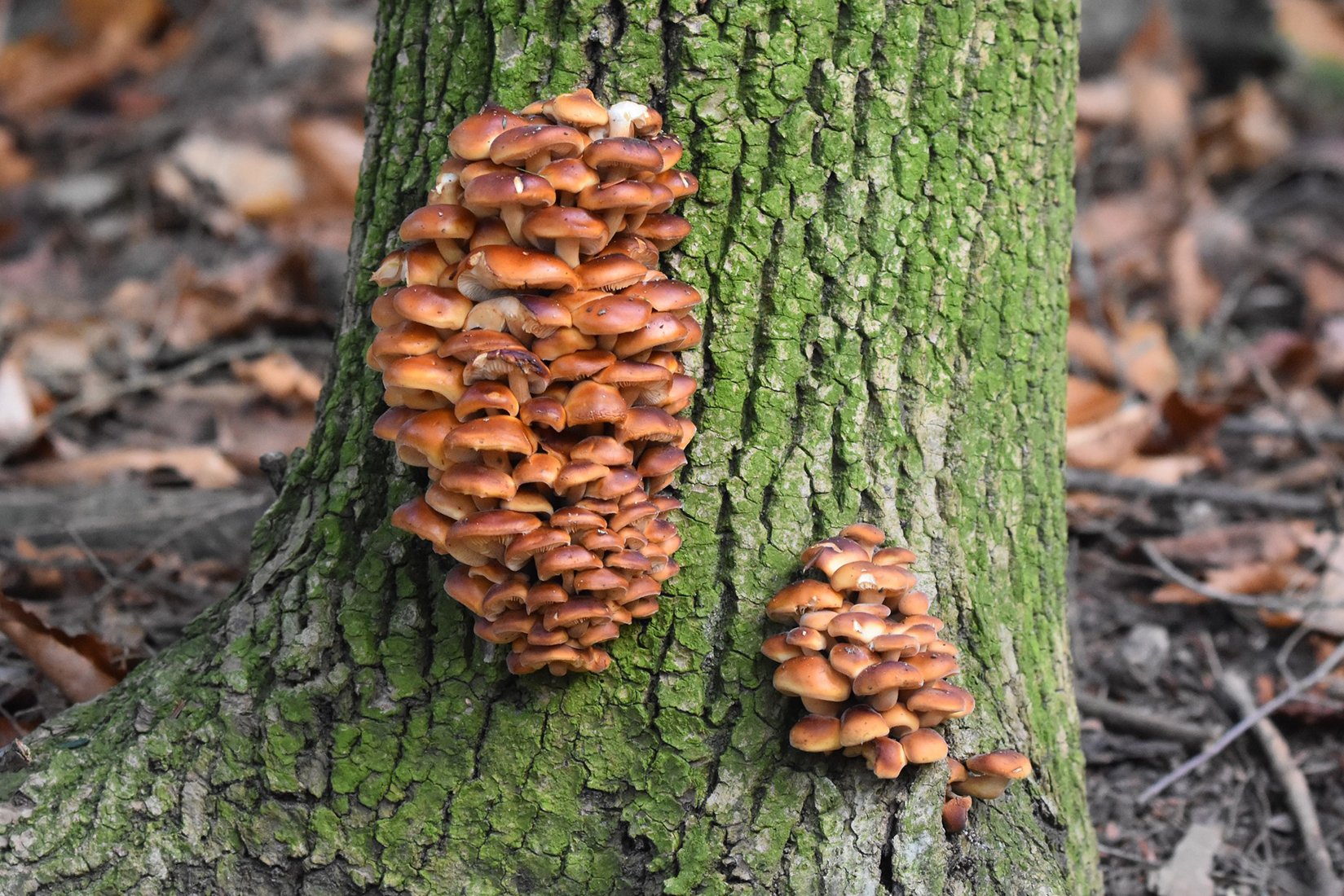 Growth Patterns identification