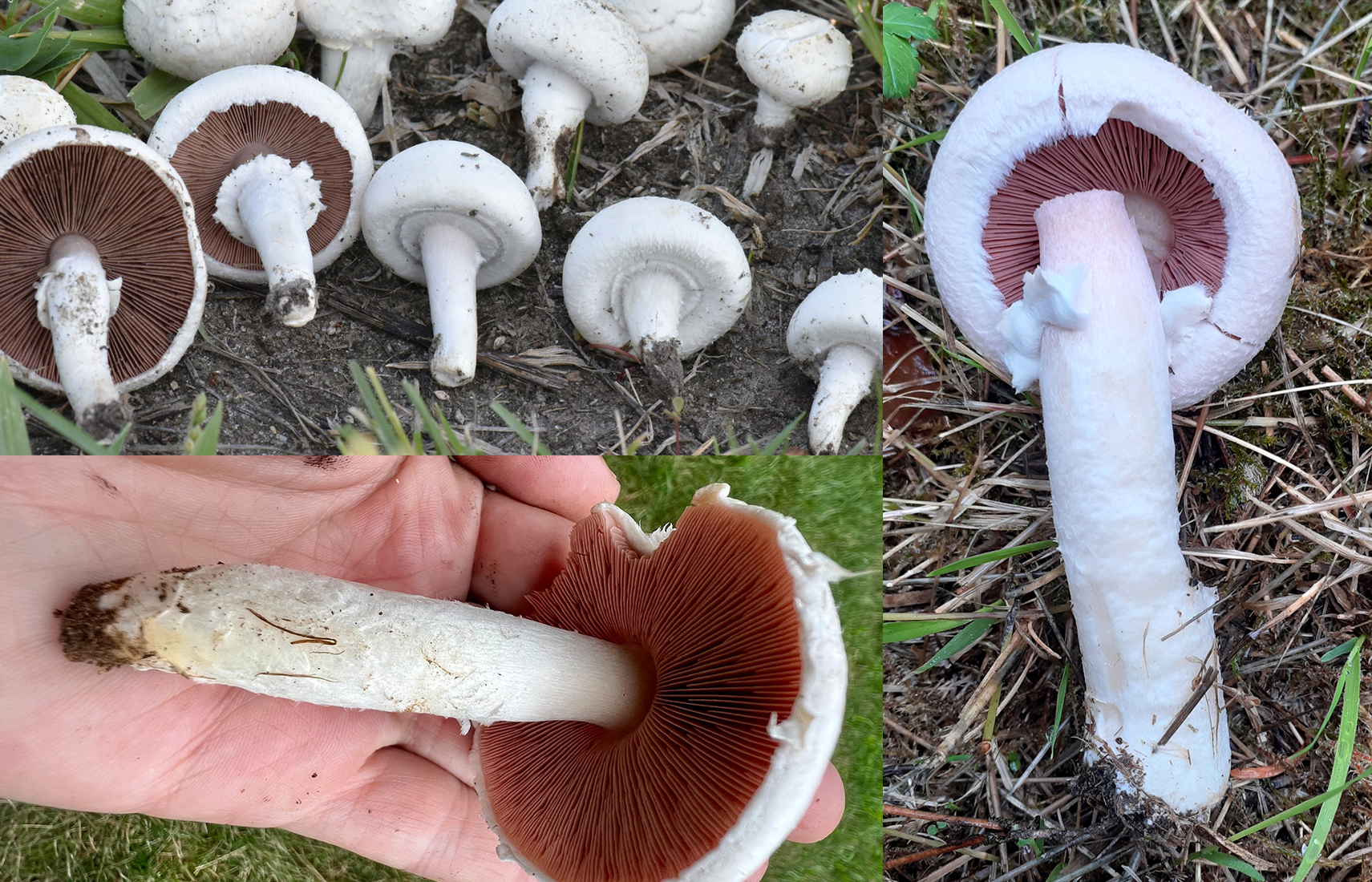 Stem identification