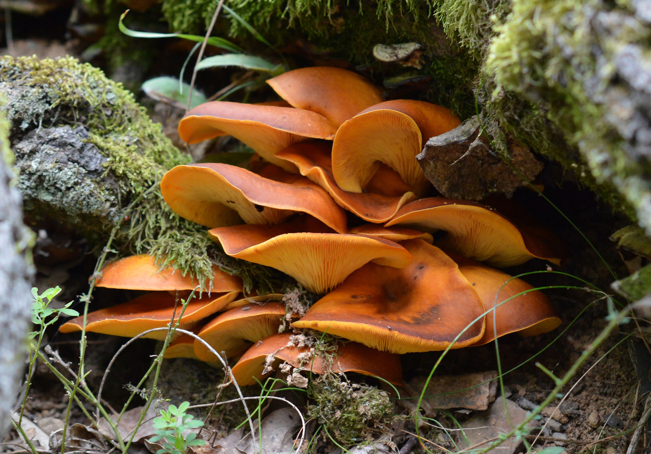 Jack-o'-lantern mushroom