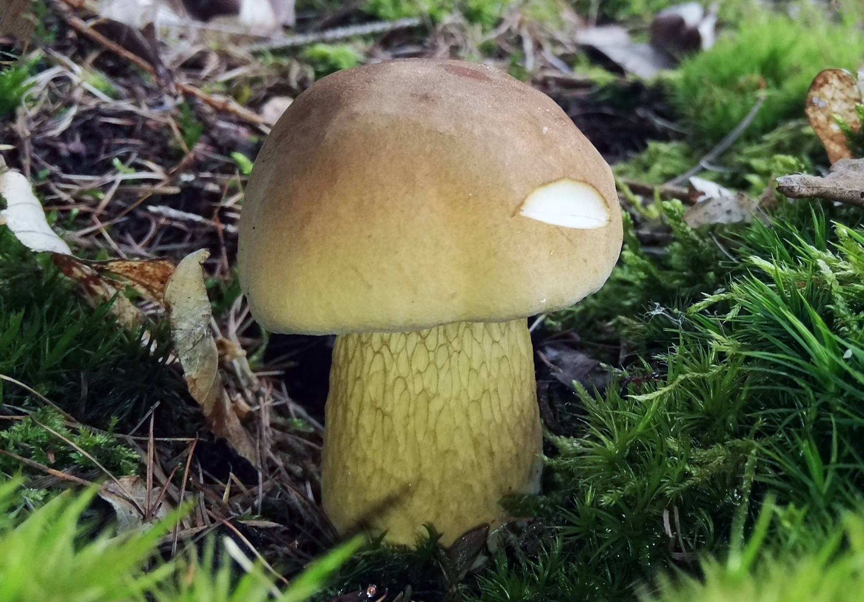 Bitter bolete