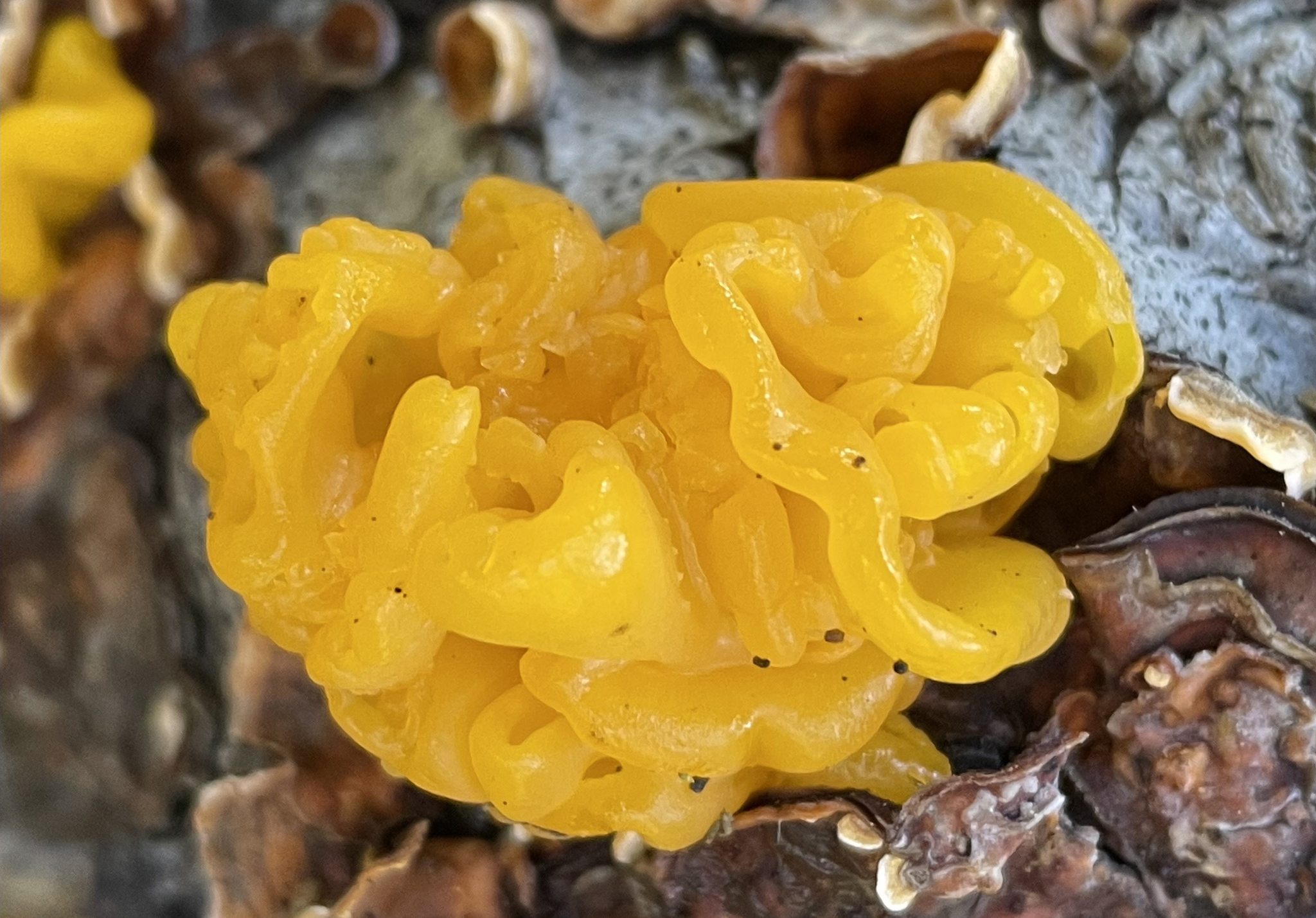 Witch's butter