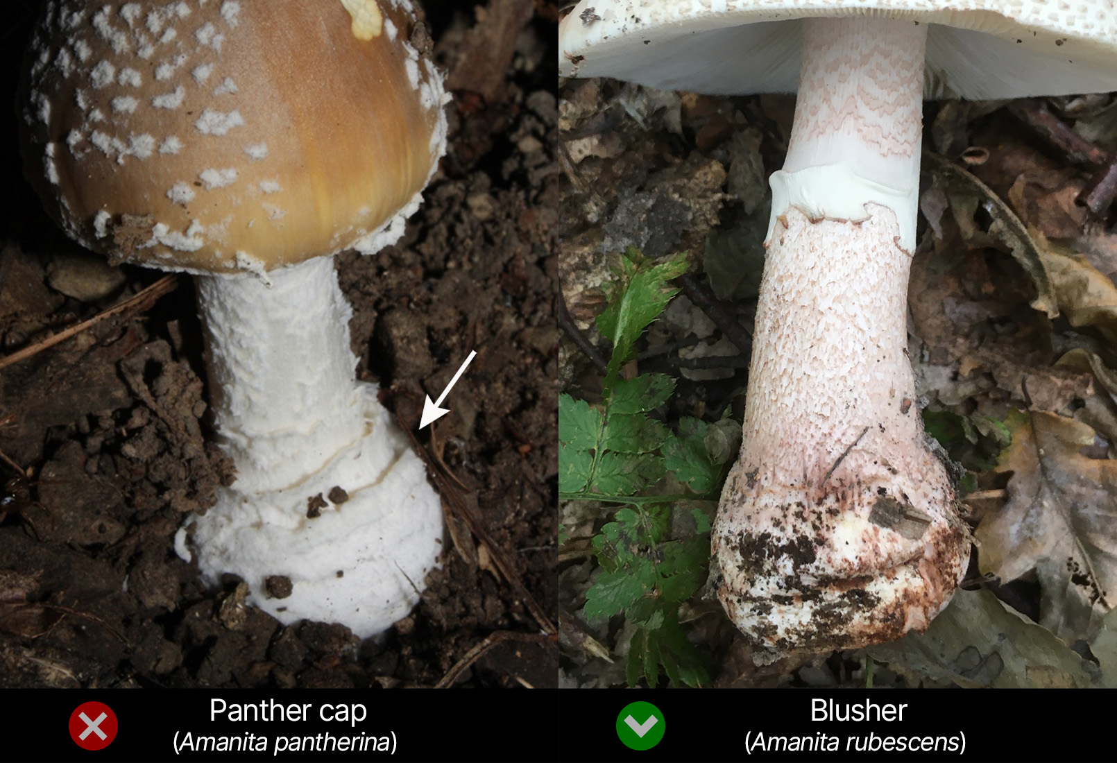 Volva identification