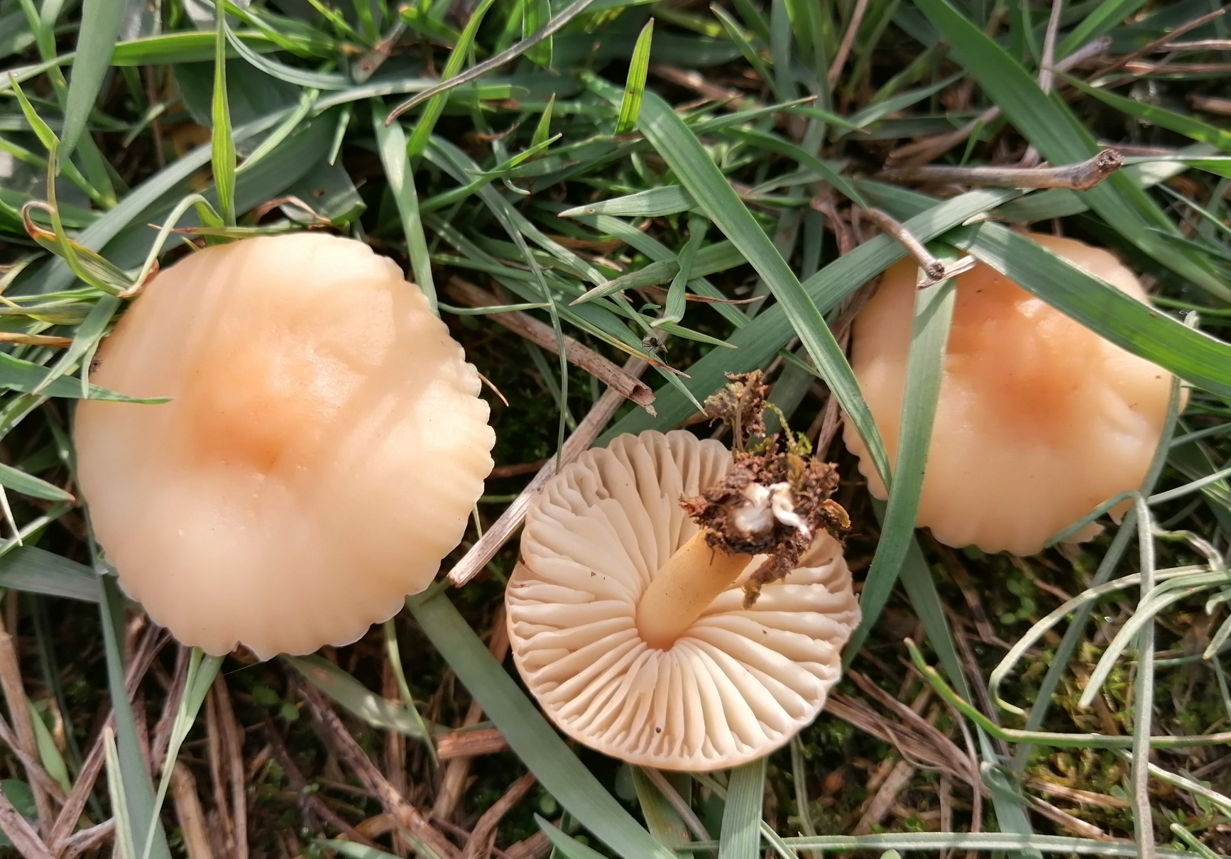 Fairy ring mushroom