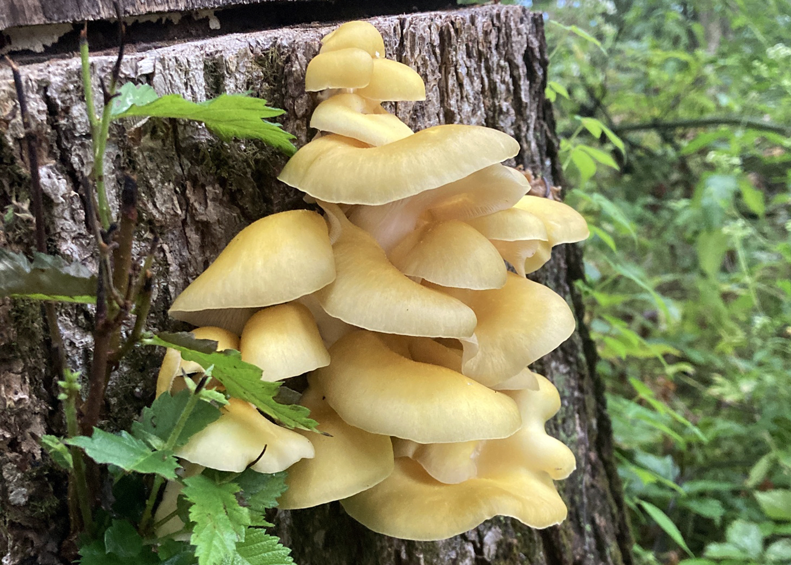 Golden oyster mushroom