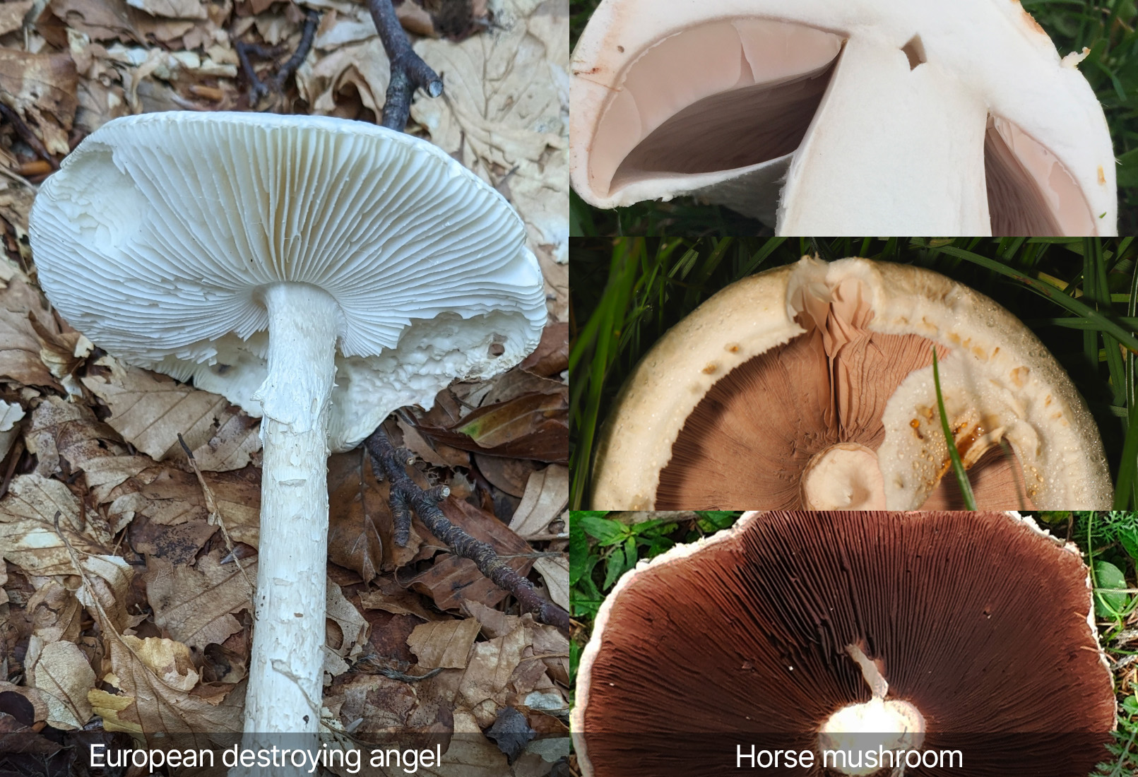 Gills identification