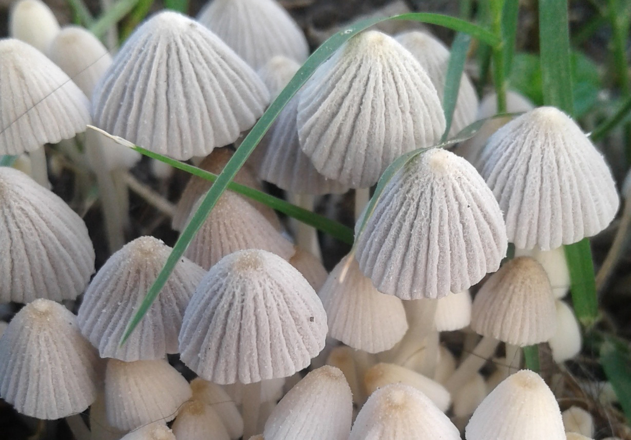 Fairy inkcap