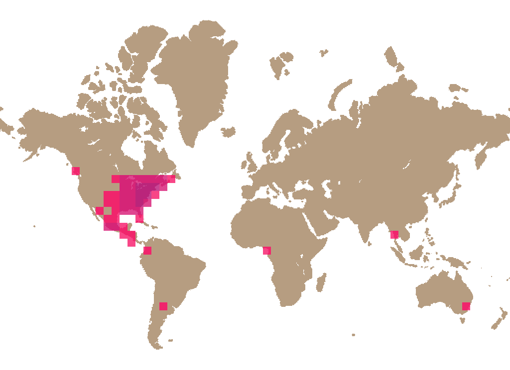 Destroying angel (Amanita bisporigera) distribution info