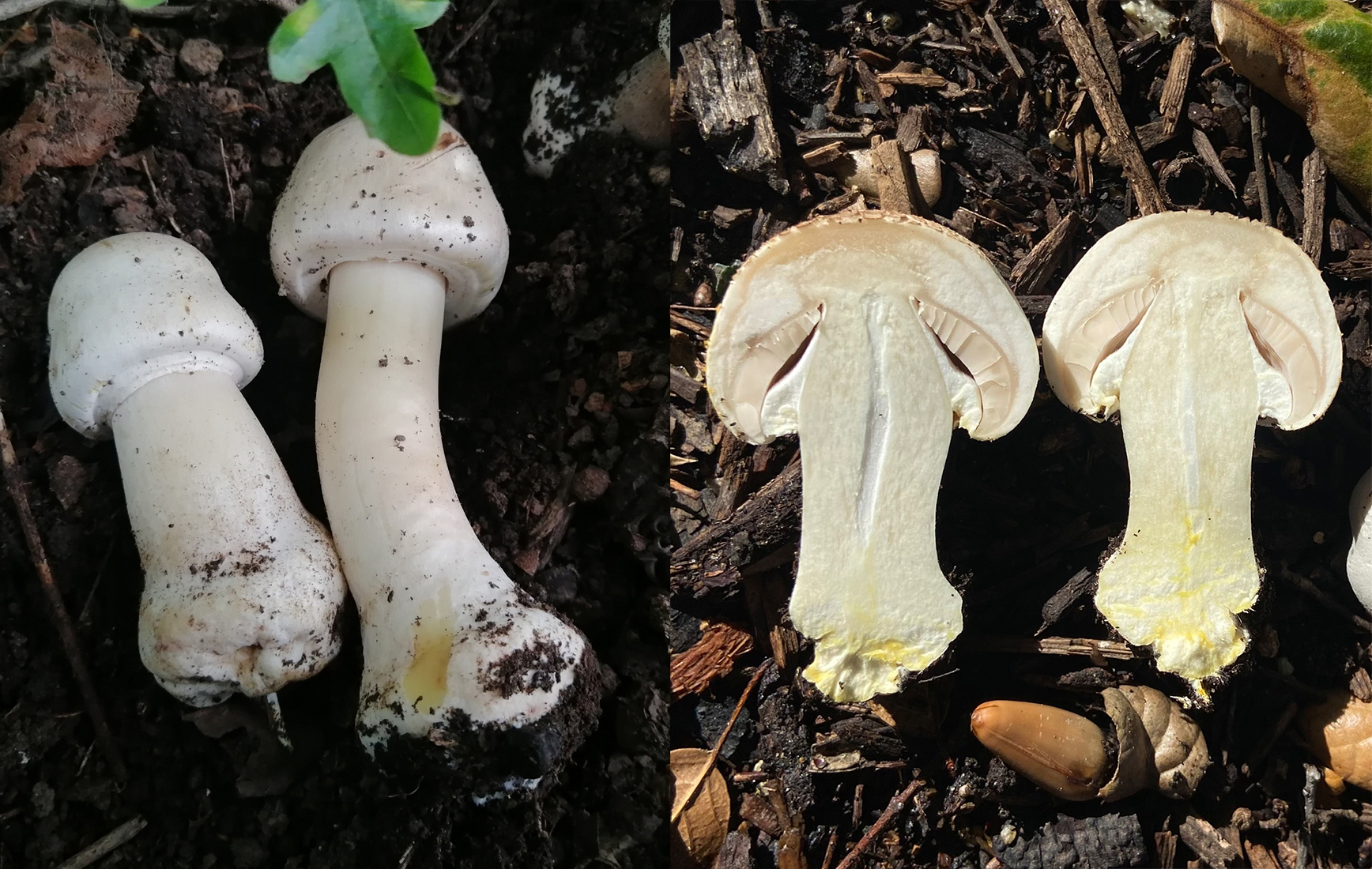 Stem identification
