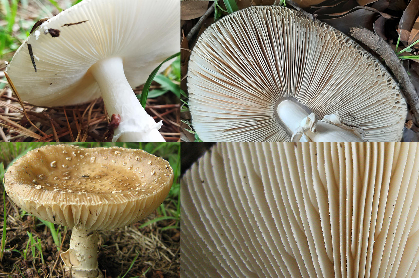 Hymenophore identification