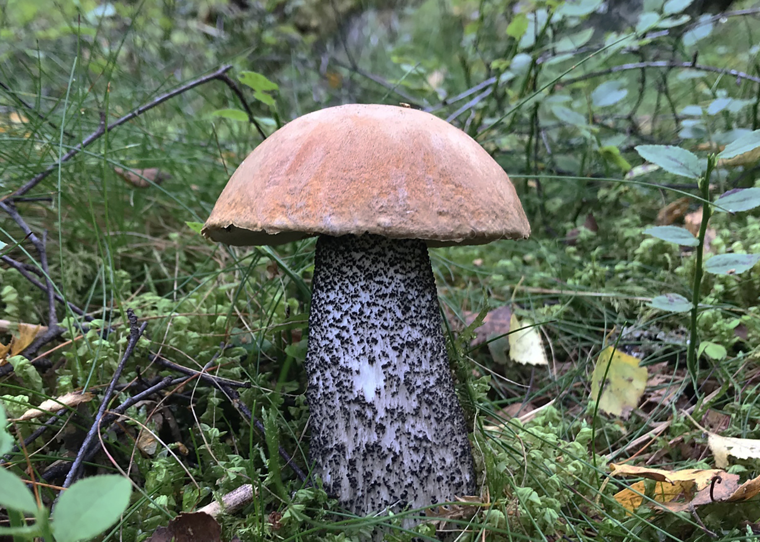 Orange birch bolete