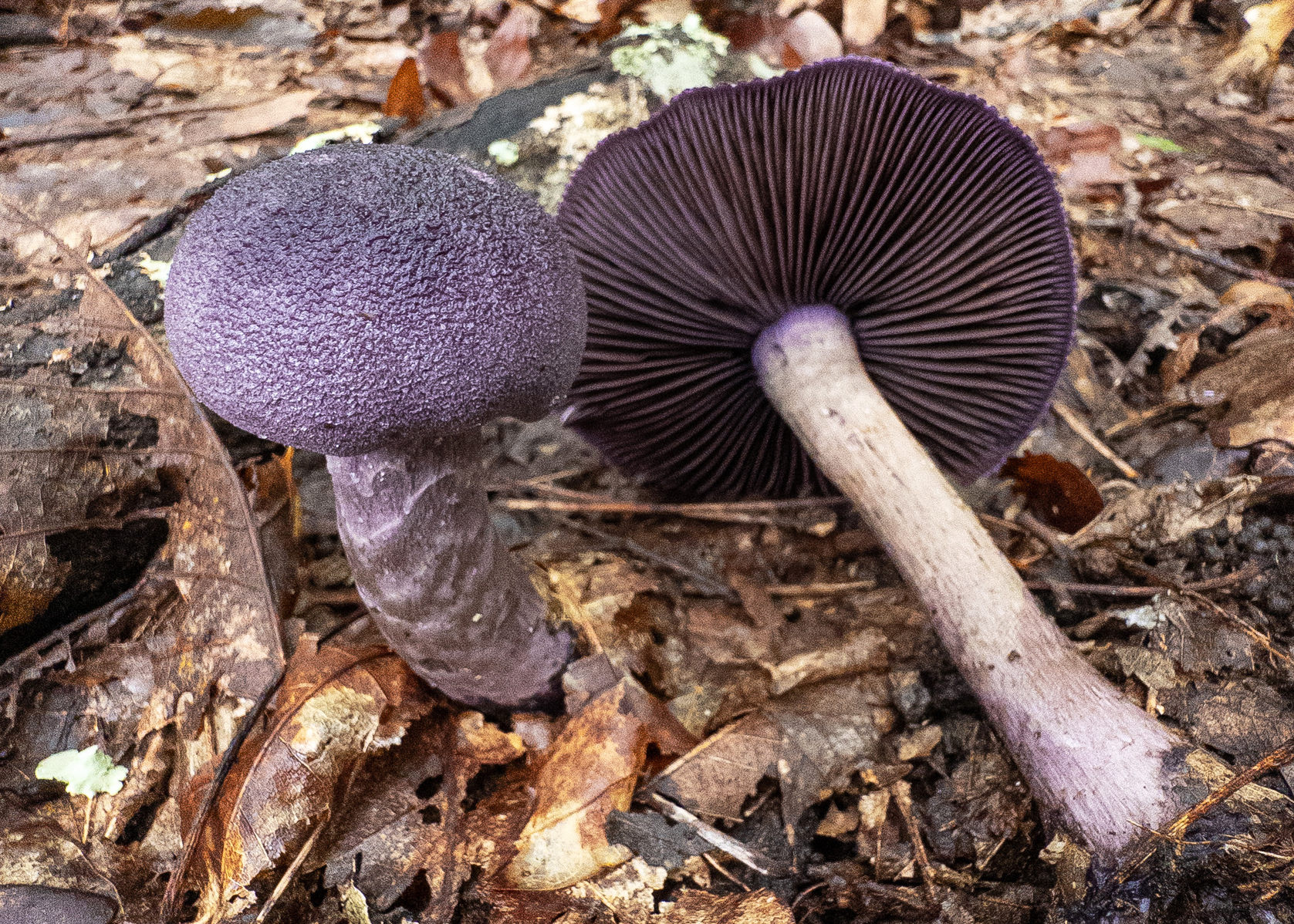 Violet webcap