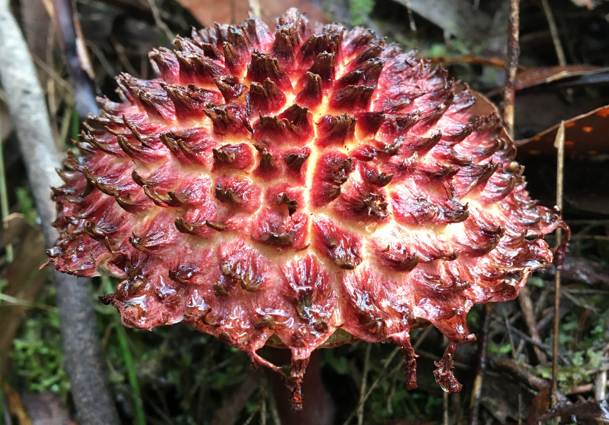 Shaggy cap