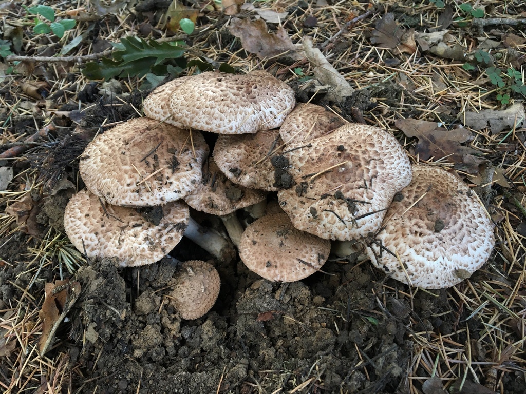 Growth Patterns identification