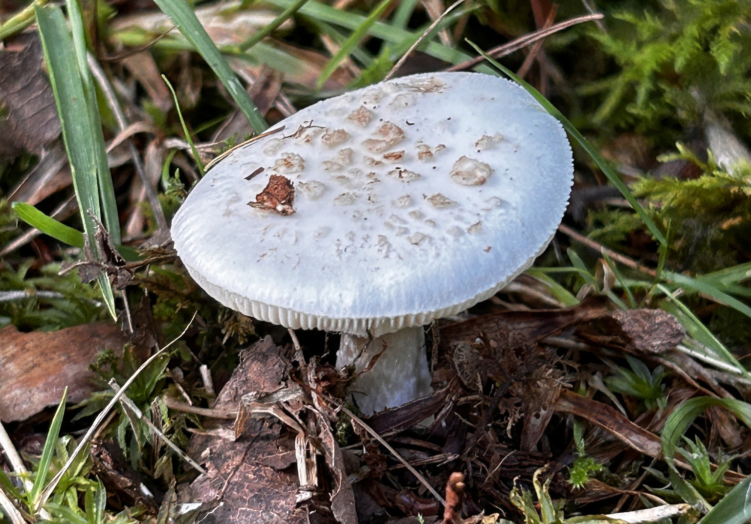 False death cap