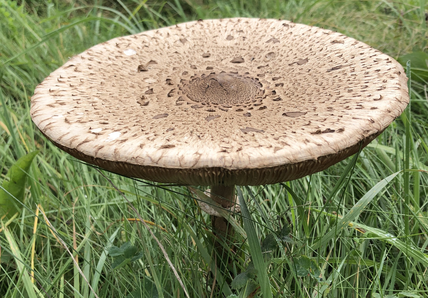 Parasol