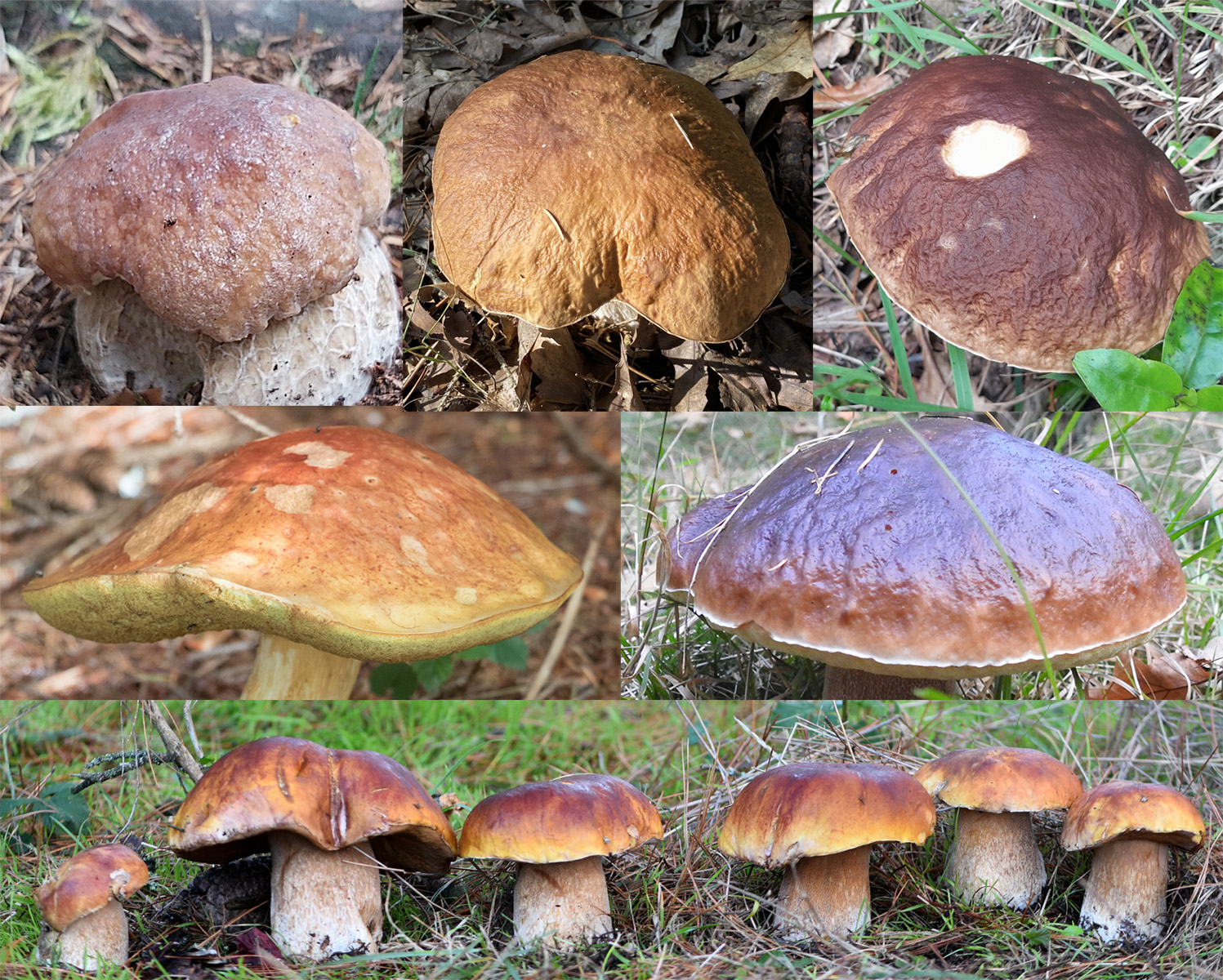 Cap identification