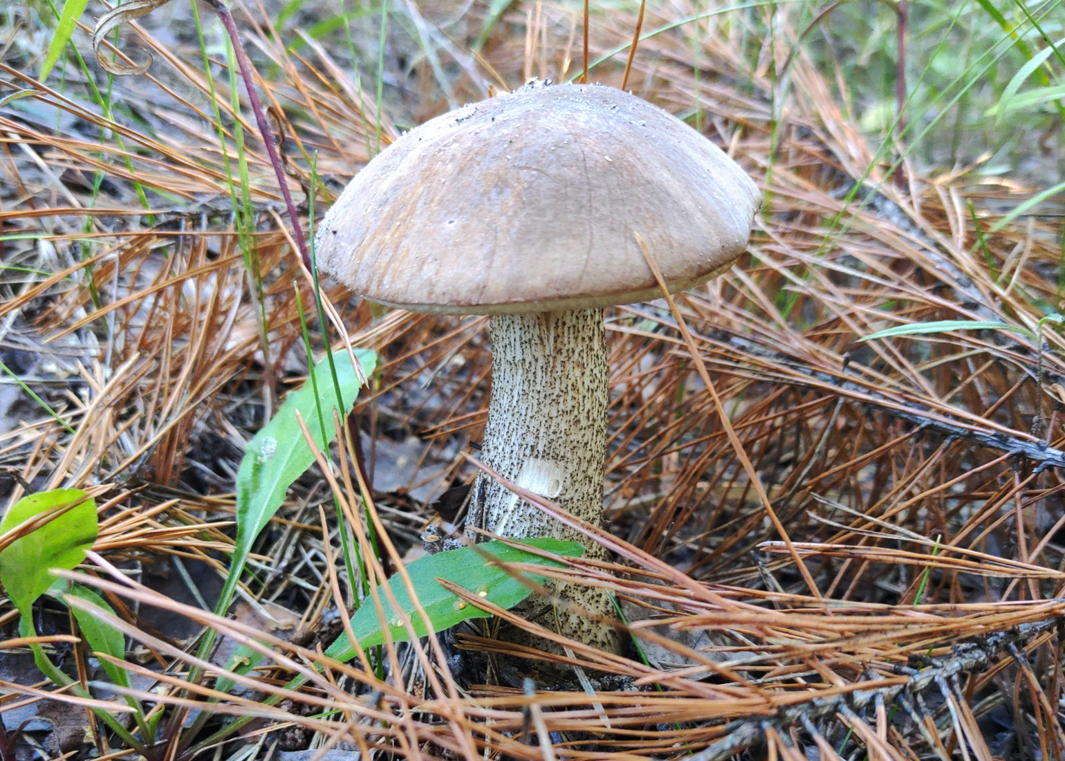 Brown birch bolete