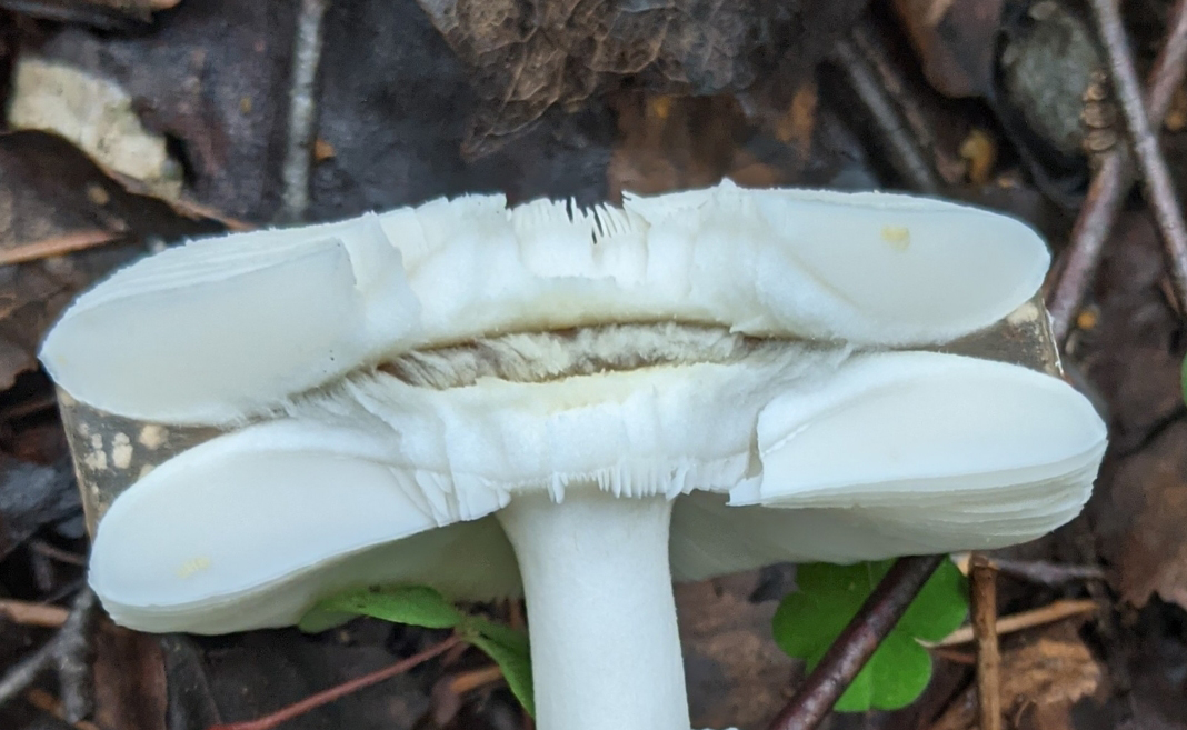 Flesh identification