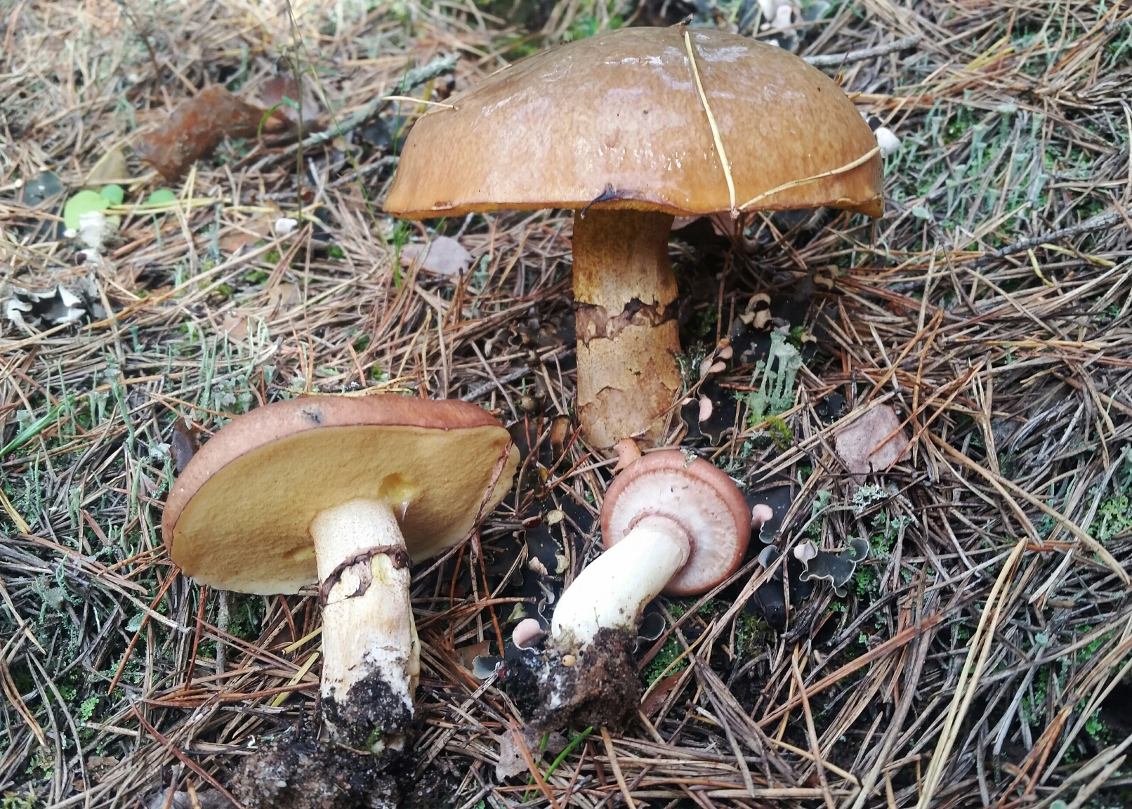 Slippery jack