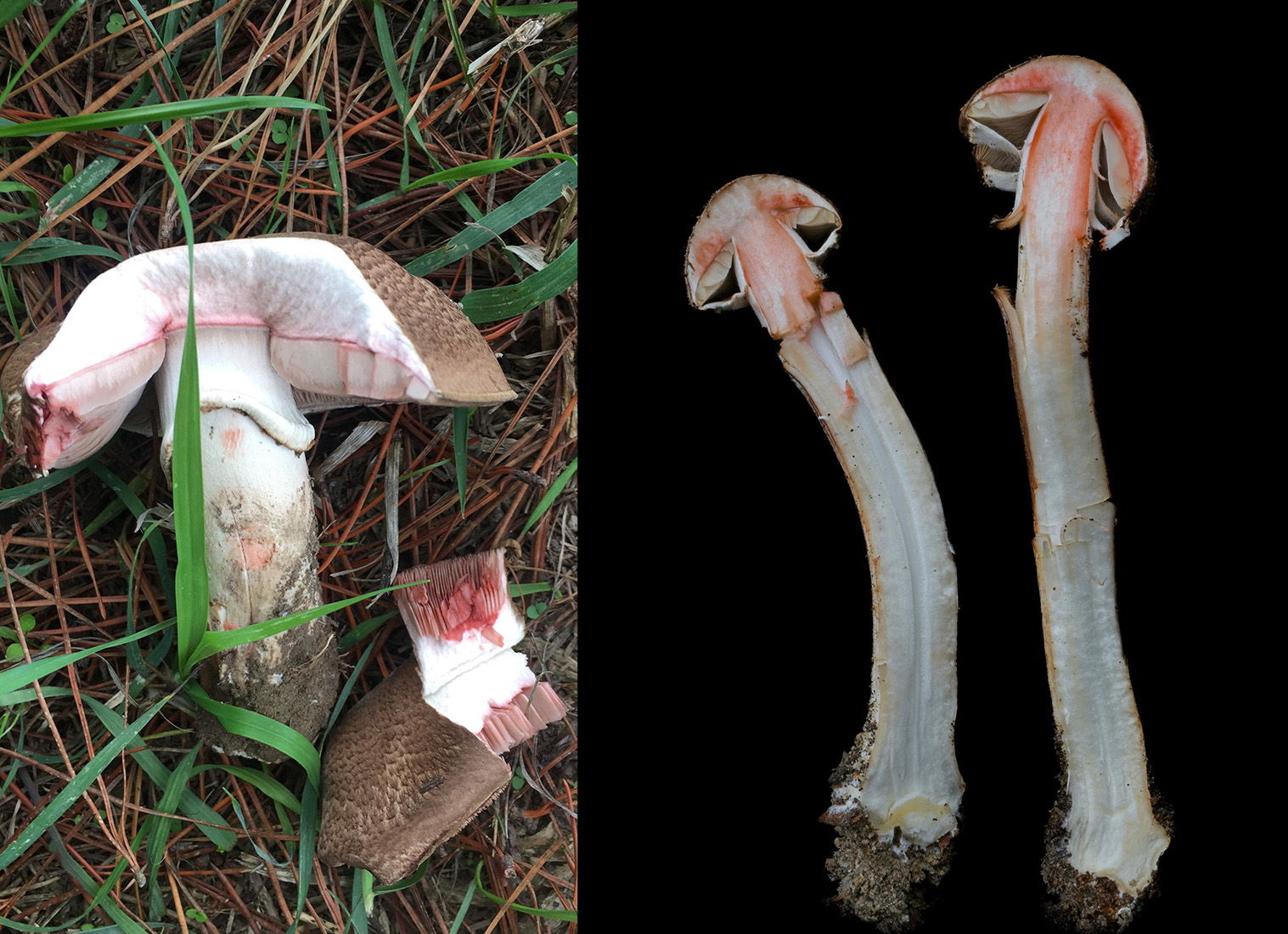 Flesh identification