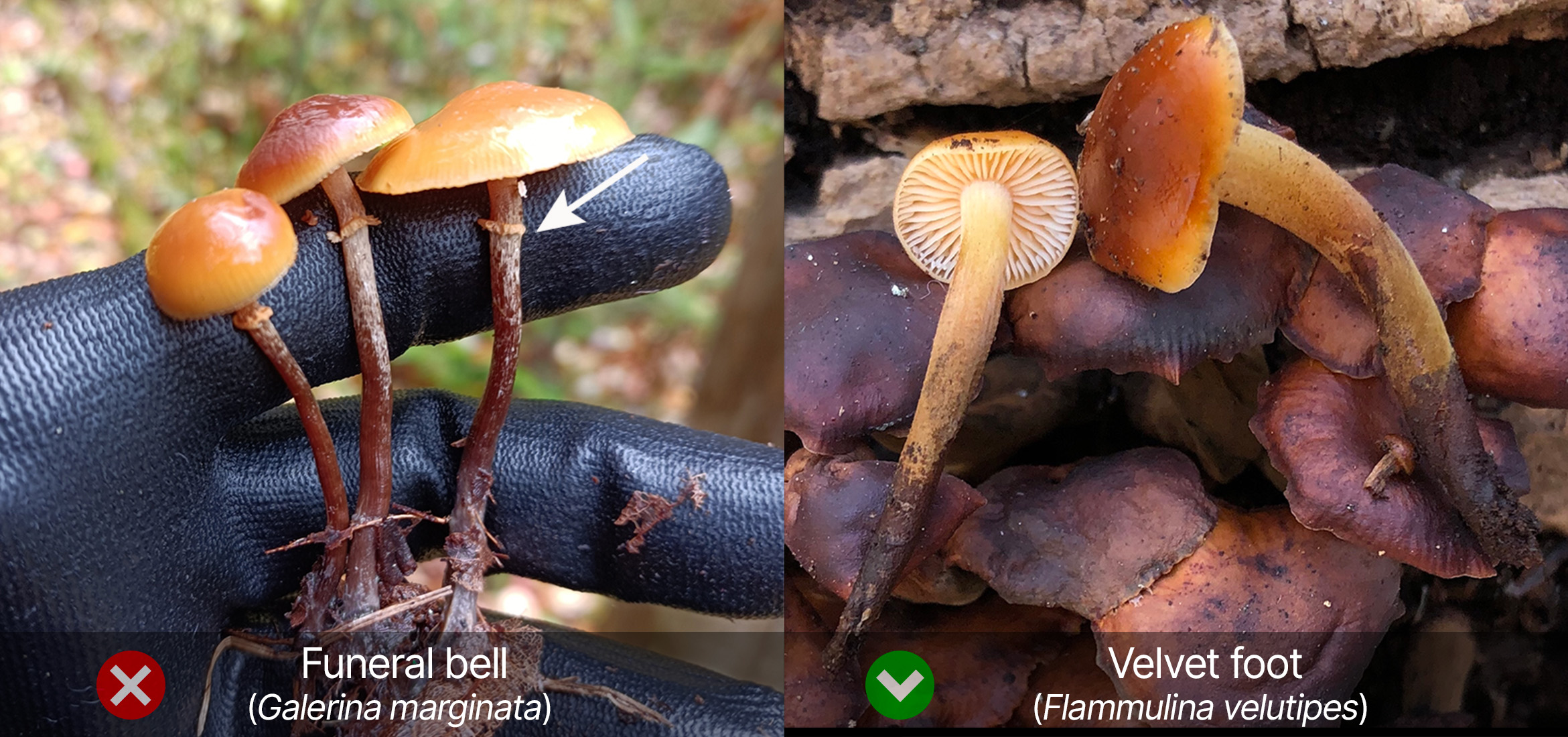 Ring identification
