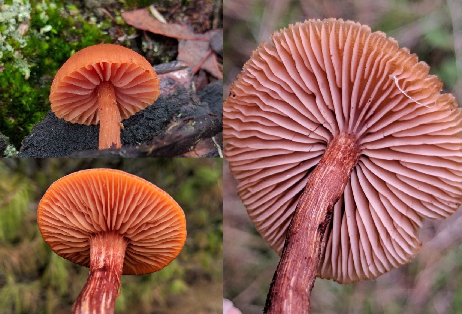Hymenophore identification