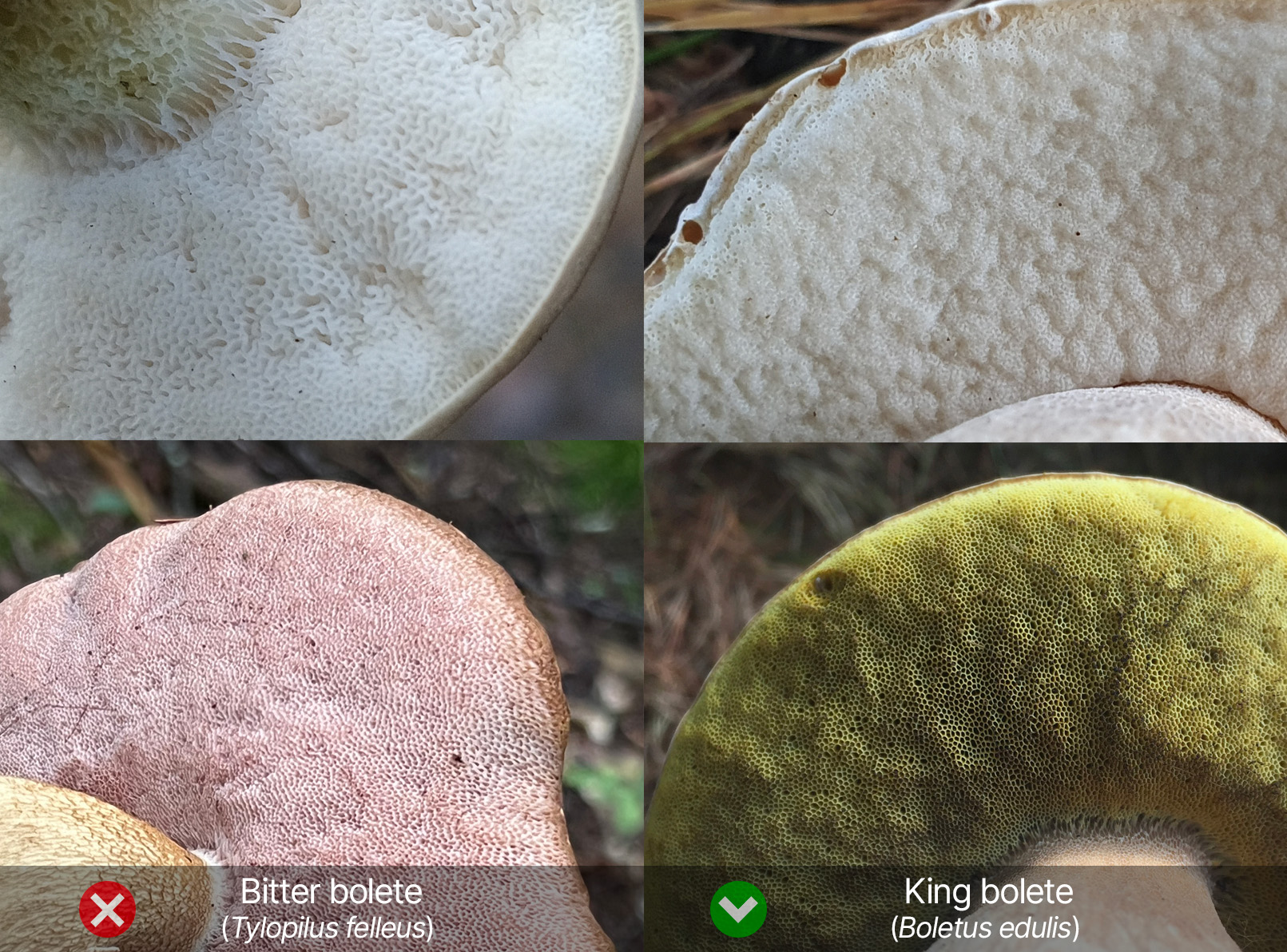 Hymenophore identification
