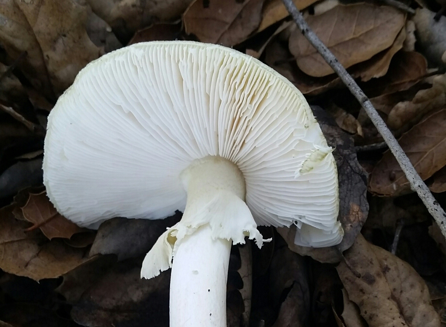 Hymenophore identification