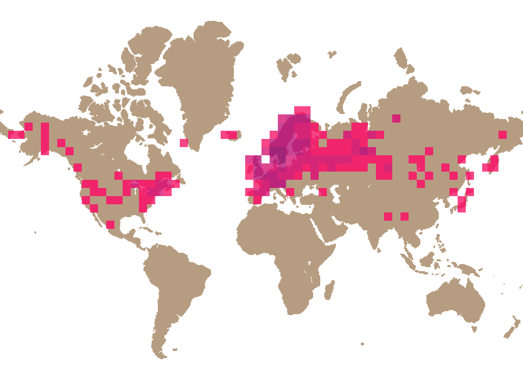 Orange birch bolete (Leccinum versipelle) distribution info