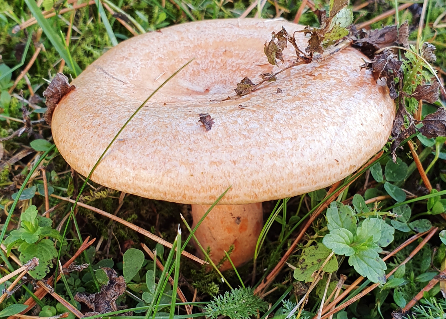 Delicious milk cap