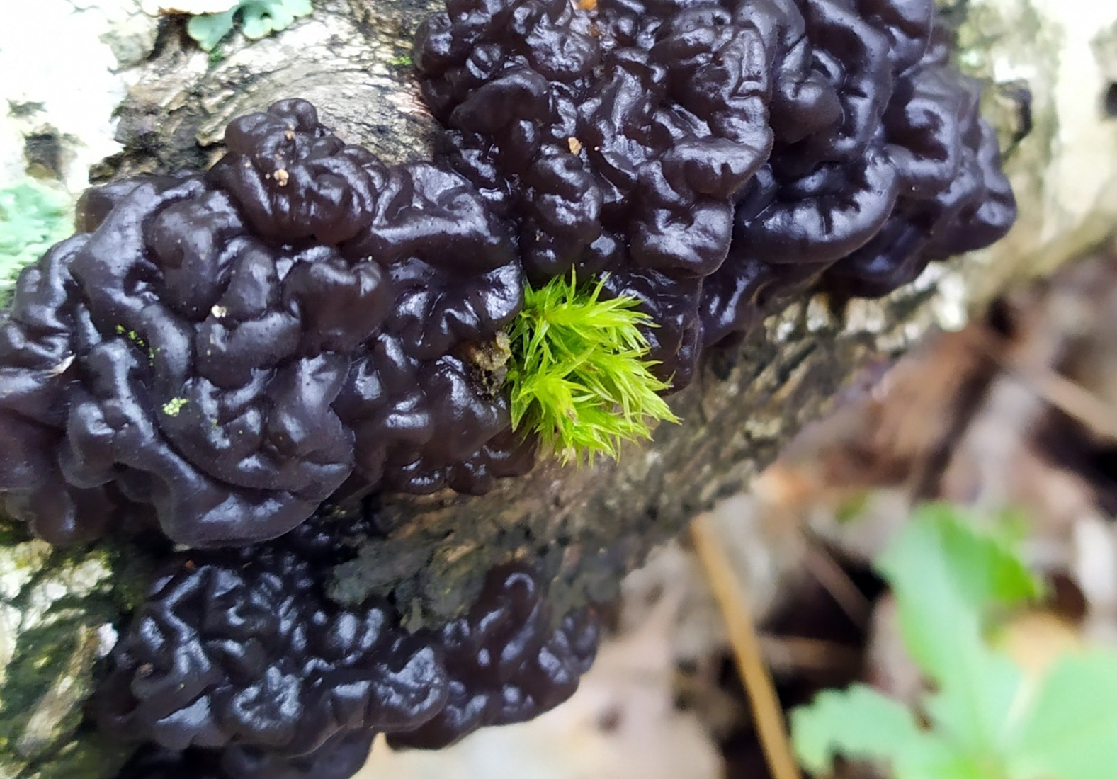 Black witches' butter