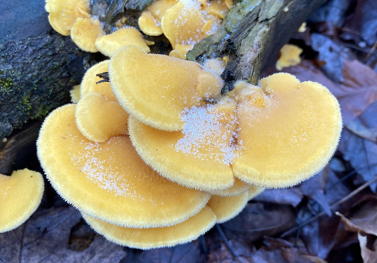 Mock oyster