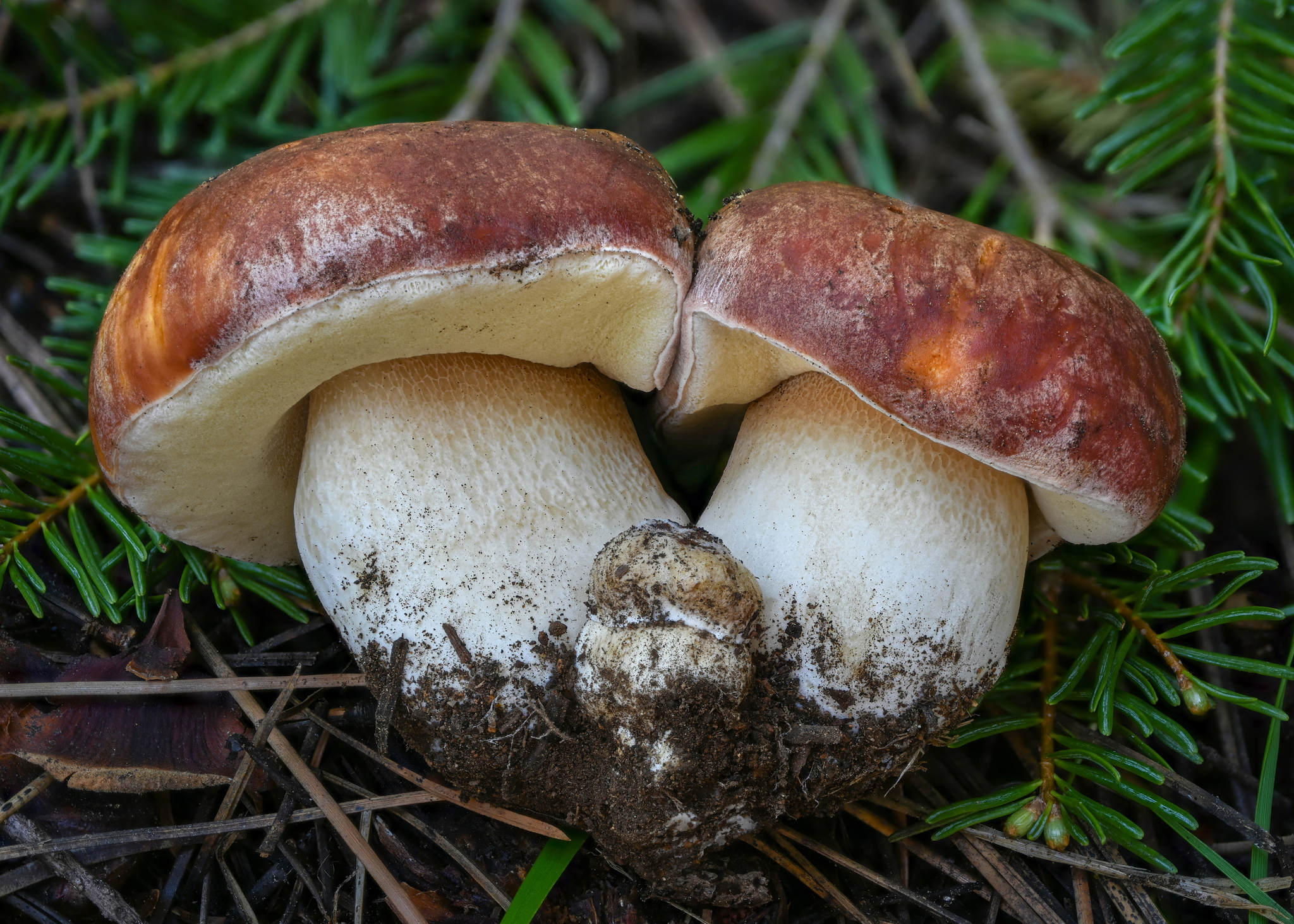 Spring king bolete