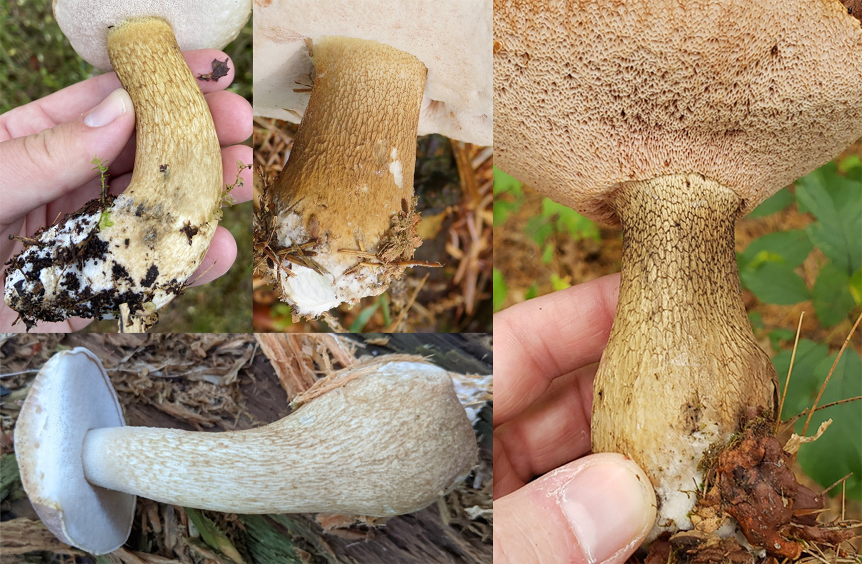 Stem identification